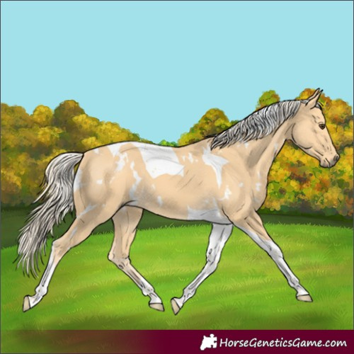Horse Color:White Spotted Palomino Tobiano 