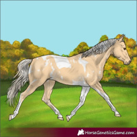 Horse Color:White Spotted Palomino Tobiano 