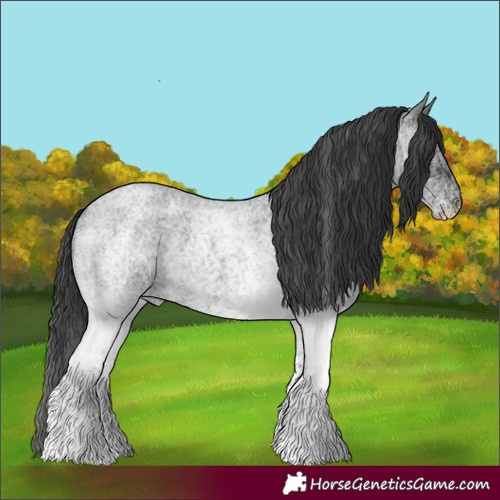 Horse Color:White Spotted Blue Roan