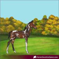 Horse Color:White Spotted Bay Tobiano 