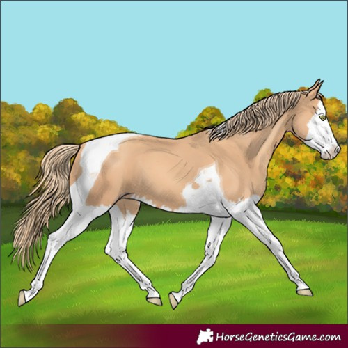 Horse Color:Gold Champagne Splash Tobiano