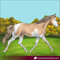 Horse Color:Gold Champagne Splash Tobiano 