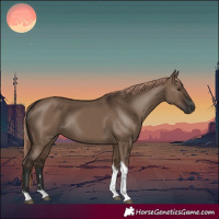 Horse Color:Liver Red Dun Tobiano Rabicano 