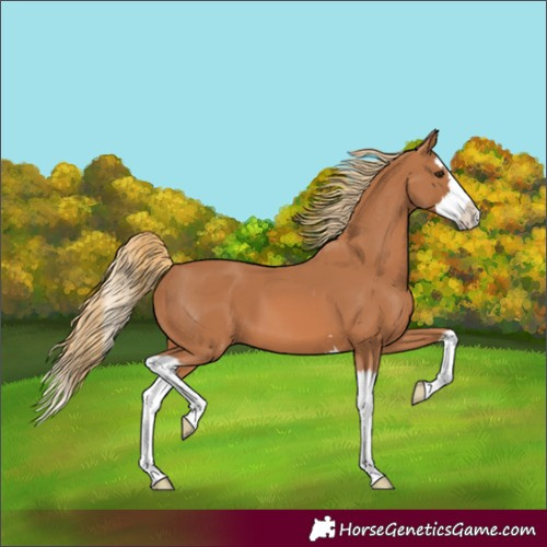 Horse Color:Chestnut Splash