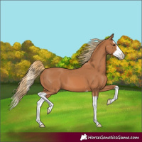 Horse Color:Chestnut Splash 