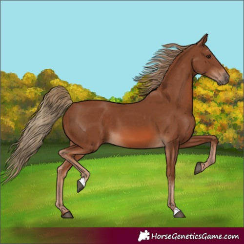 Horse Color:Chestnut 