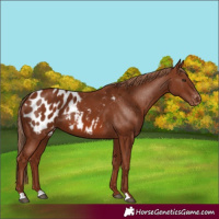 Horse Color:Chestnut Blanket 