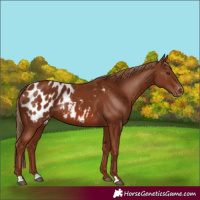 Horse Color:Chestnut Appaloosa 