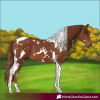 Horse Color:White Spotted Chestnut Tobiano