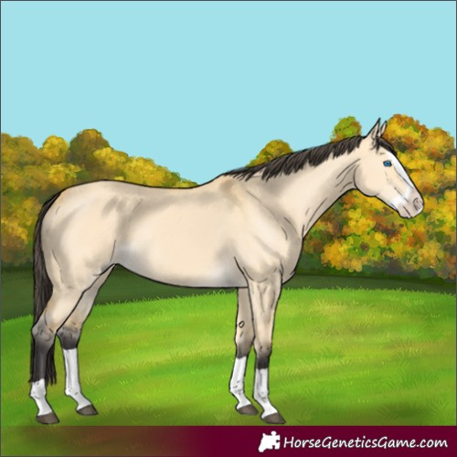 Horse Color:Buckskin Dun Splash