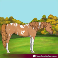 Horse Color:White Spotted Chestnut Tobiano