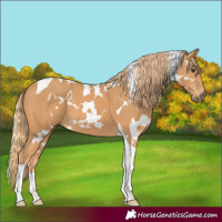 Horse Color:White Spotted Chestnut Tobiano