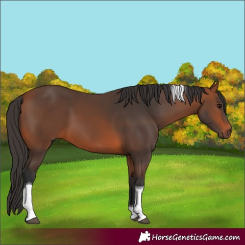 Horse Color:Bay Tobiano 