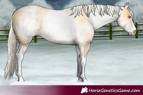 Horse Color:White Spotted Gold Cream Champagne 