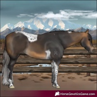 Horse Color:Buckskin Tobiano
