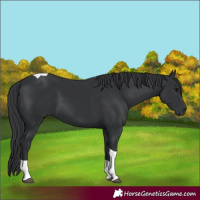 Horse Color:Black Tobiano