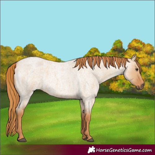 Horse Color:Red Dun Roan 