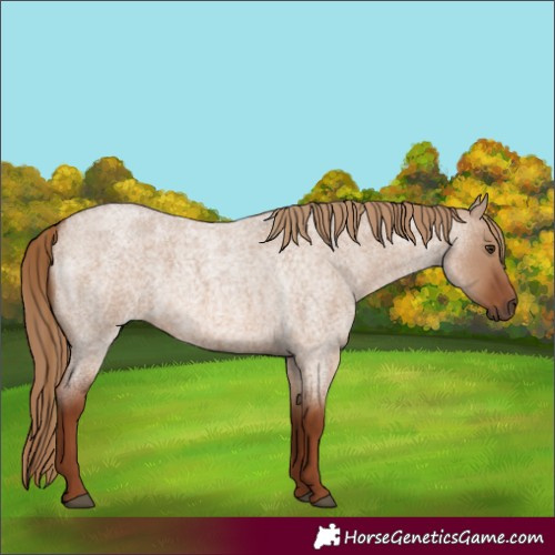 Horse Color:Red Dun Roan 