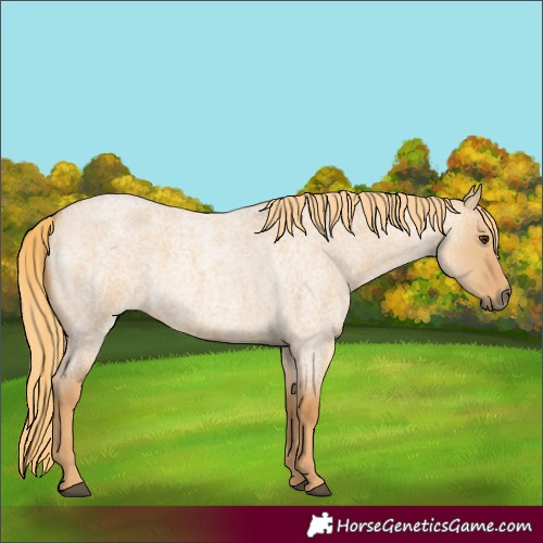 Horse Color:Red Dun Roan 