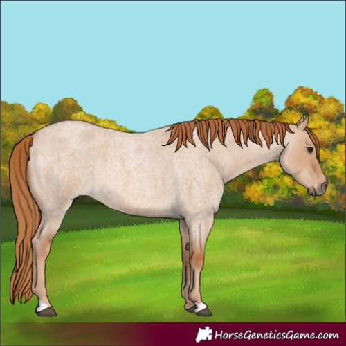 Horse Color:Red Dun Roan 