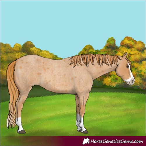 Horse Color:Red Roan Splash 