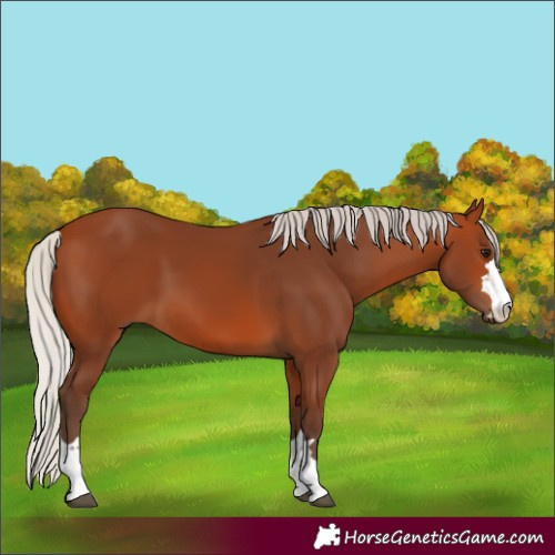 Horse Color:Silver Bay 