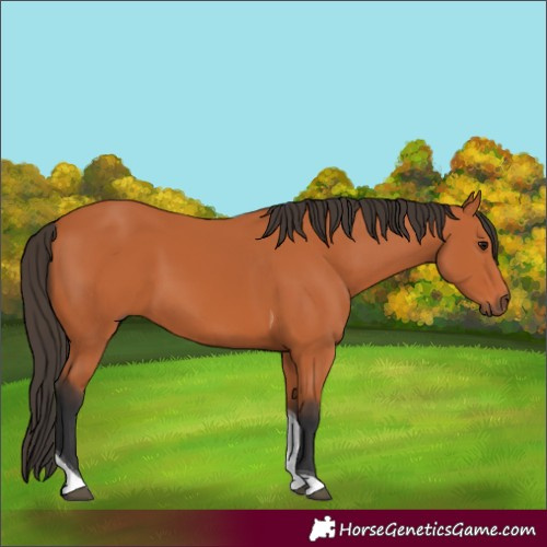 Horse Color:Bay Tobiano 