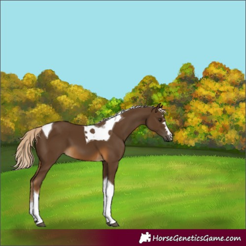 Horse Color:Chocolate Palomino Tobiano 