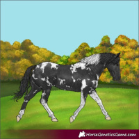 Horse Color:White Spotted Black Tobiano 