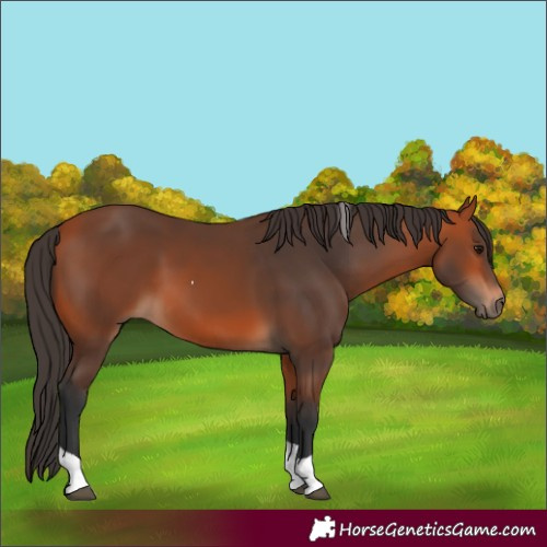Horse Color:Bay Tobiano 