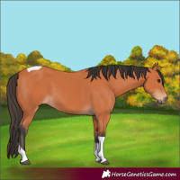 Horse Color:Bay Tobiano