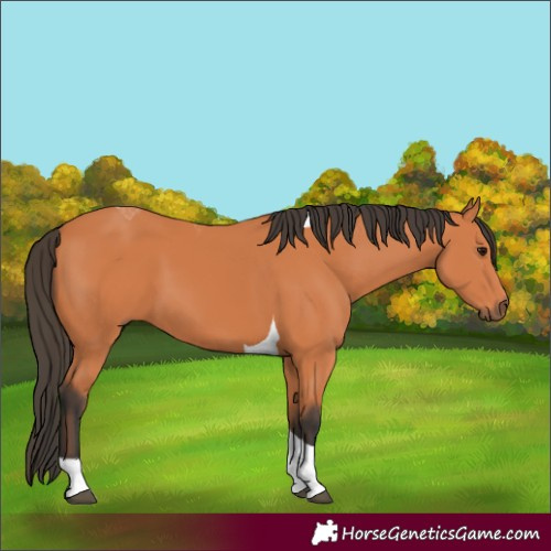 Horse Color:Bay Tobiano 