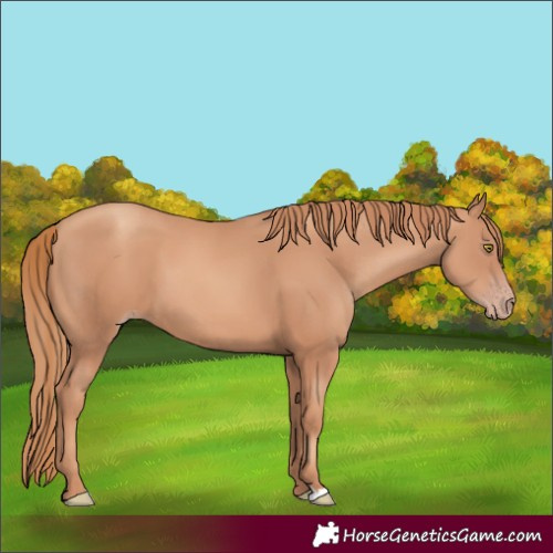 Horse Color:Gold Champagne 