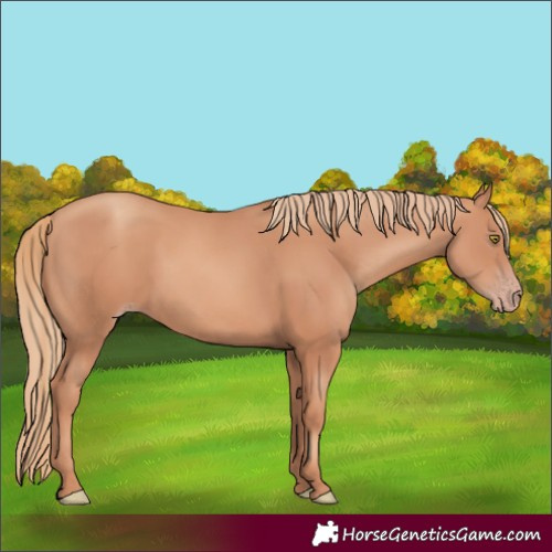 Horse Color:Gold Champagne 