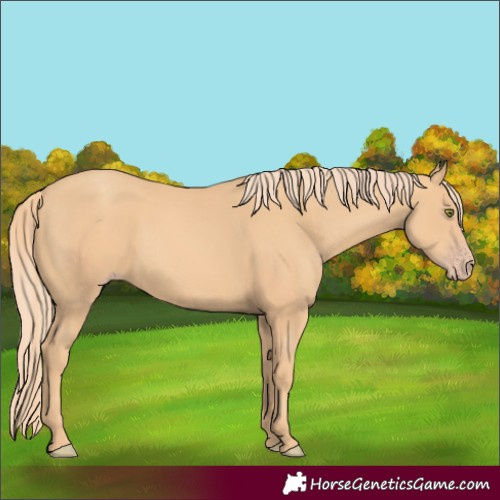 Horse Color:Gold Champagne 