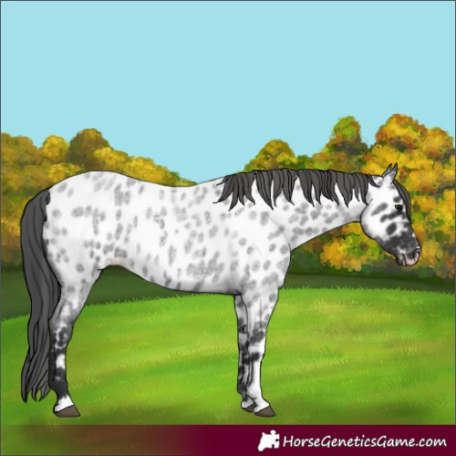 Horse Color:Blue Roan Appaloosa 