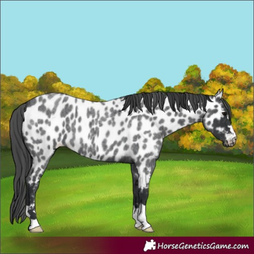 Horse Color:Blue Roan Appaloosa 