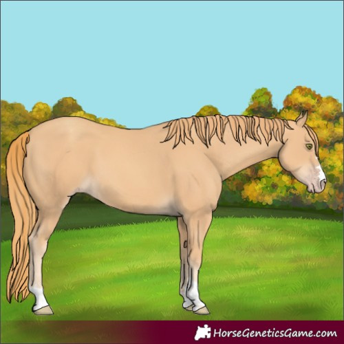 Horse Color:Gold Champagne 