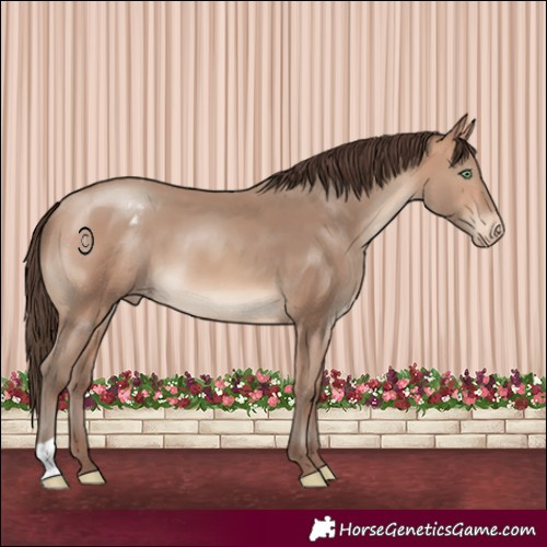Horse Color:Amber Champagne Appaloosa 