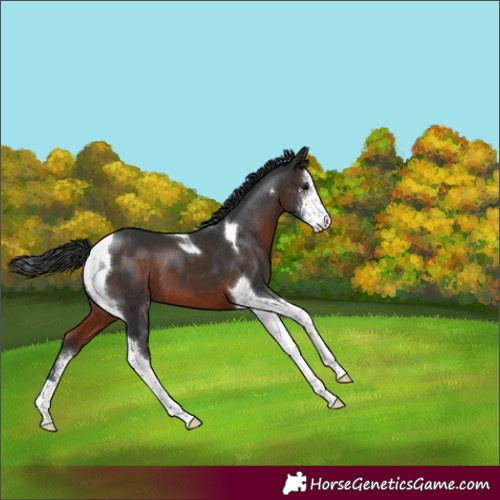 Horse Color:Brown Sabino Tobiano 