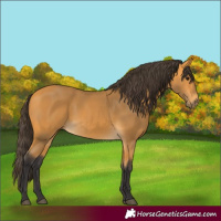 Horse Color:Buckskin 