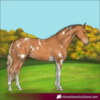 Horse Color:White Spotted Chestnut Tobiano 