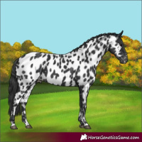 Horse Color:Black Near Leopard 
