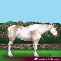 Horse Color:Gray White Spotted Chestnut Tobiano 