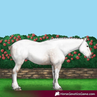 Horse Color:Gray White Spotted Chestnut Tobiano 