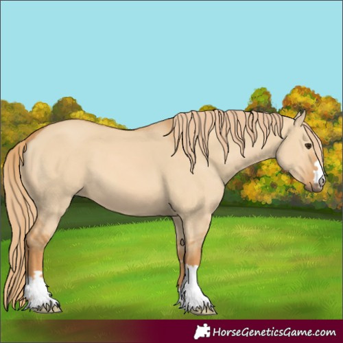 Horse Color:Red Dun 
