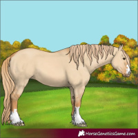 Horse Color:Red Dun 