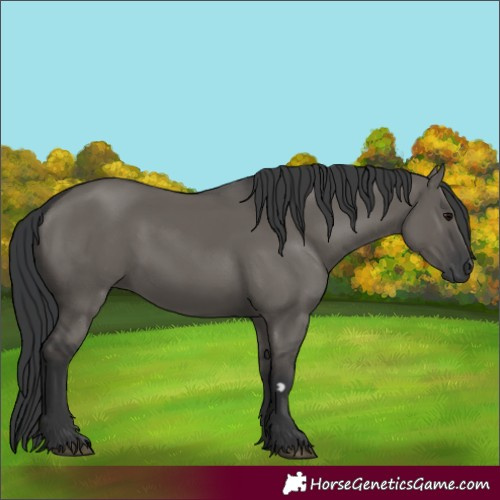Horse Color:Grullo 