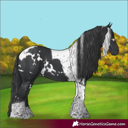 Horse Color:White Spotted Black Tobiano 