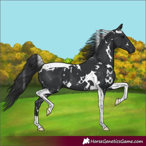 Horse Color:White Spotted Black Tobiano 
